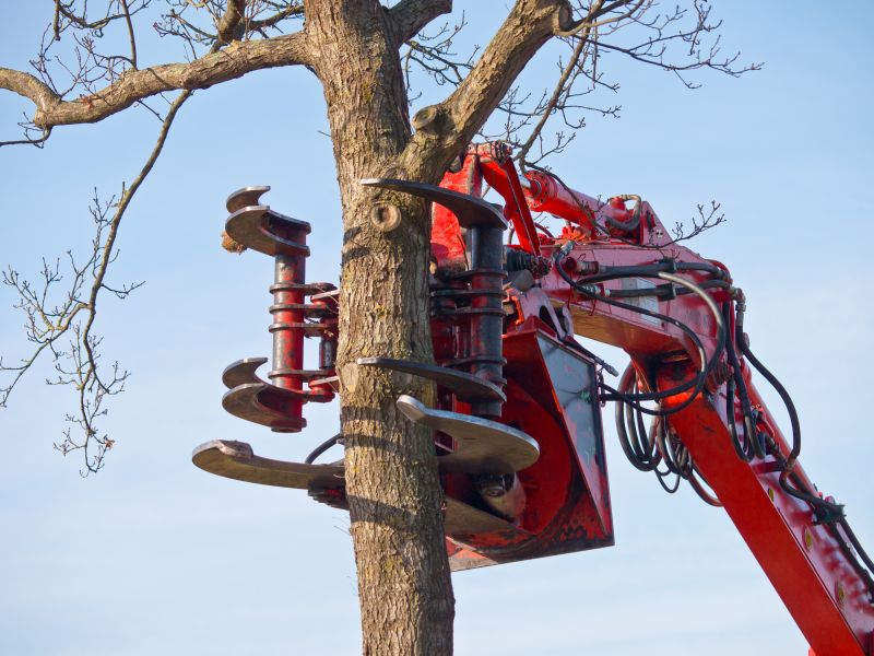 Equipment Used in Tree Removal