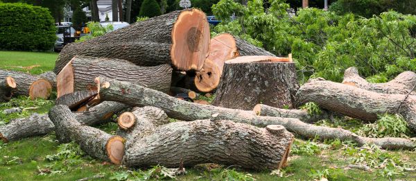 Large Tree Removal in Carmel