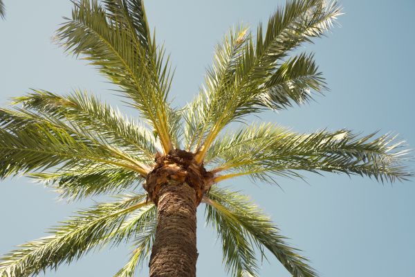 Palm Tree Removal in Carmel