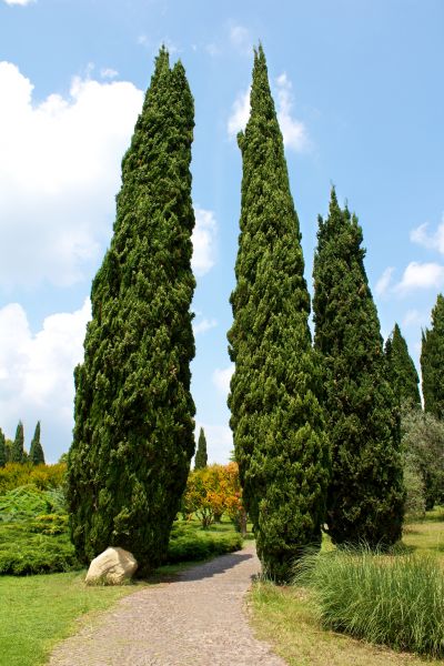 Cypress Tree Removal in Carmel