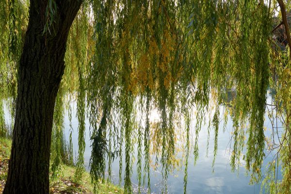 Willow Tree Removal in Carmel