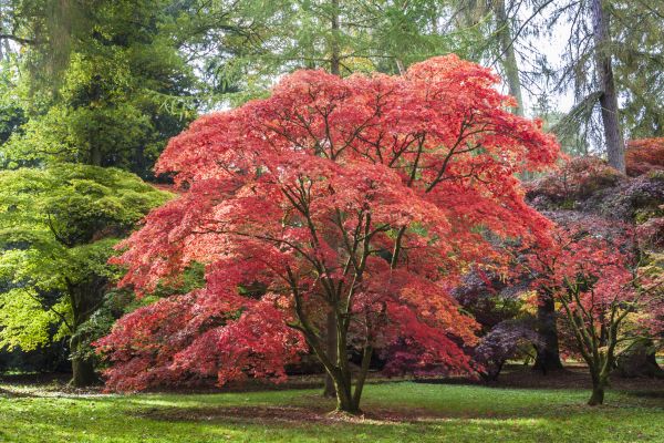Maple Tree Removal in Carmel