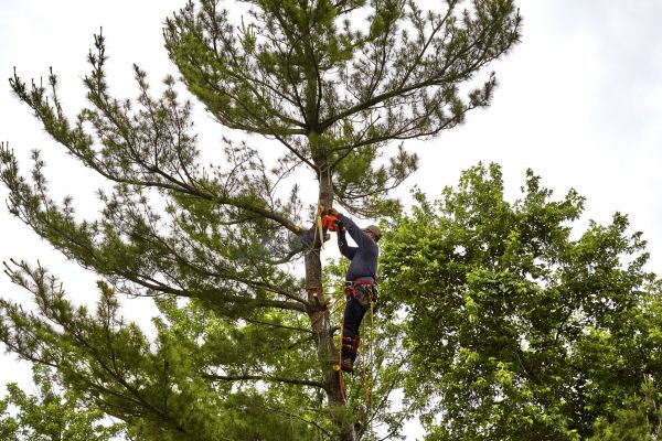 Pine Tree Removal in Carmel