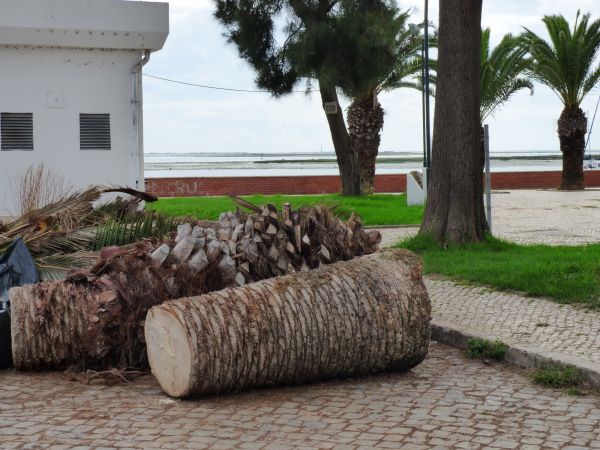 Palm Trees Removal in Carmel