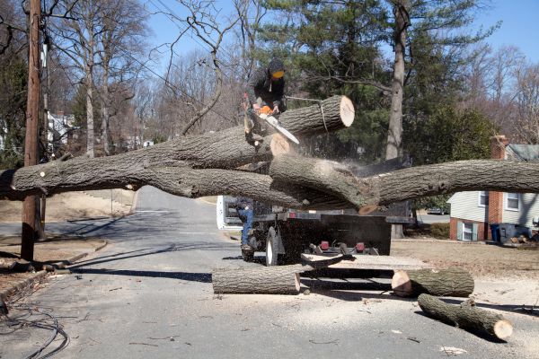 Residential Tree Removal in Carmel