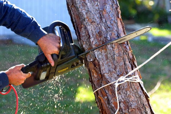 Dead Tree Removal in Carmel